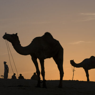 Pushkar Camel Fair, Pushkar, India