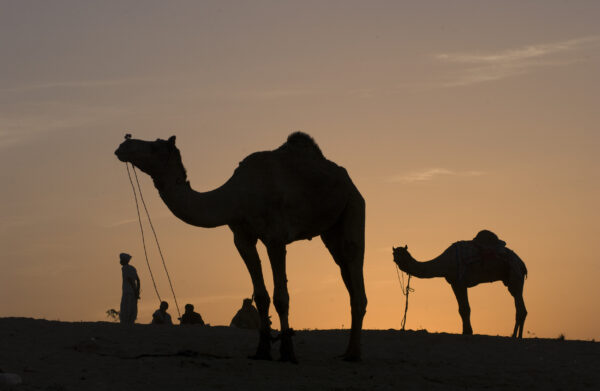 Pushkar Camel Fair, Pushkar, India