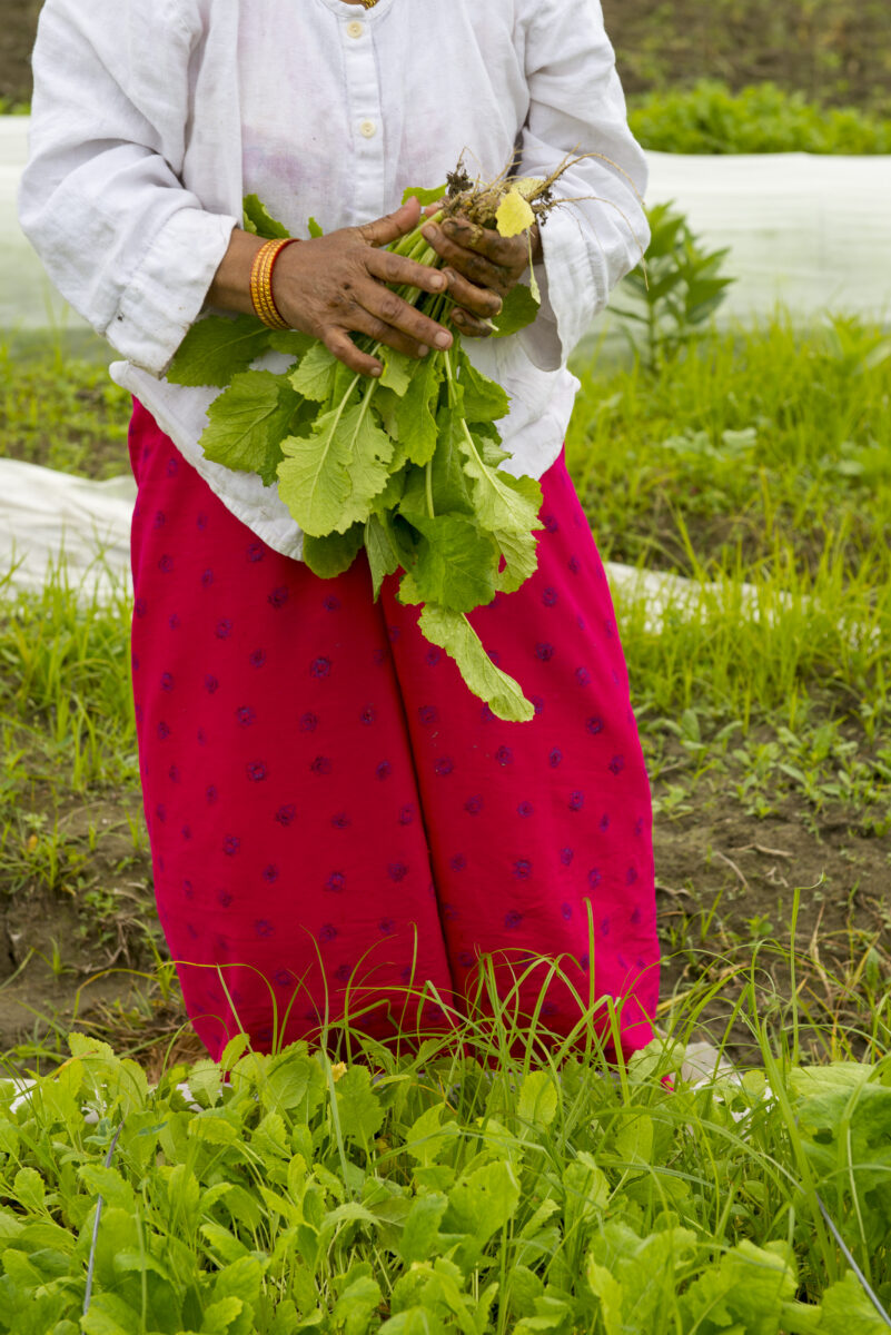 New American Farmers, Intervale Center, Vermont Land Trust, Burlington, Vermont.