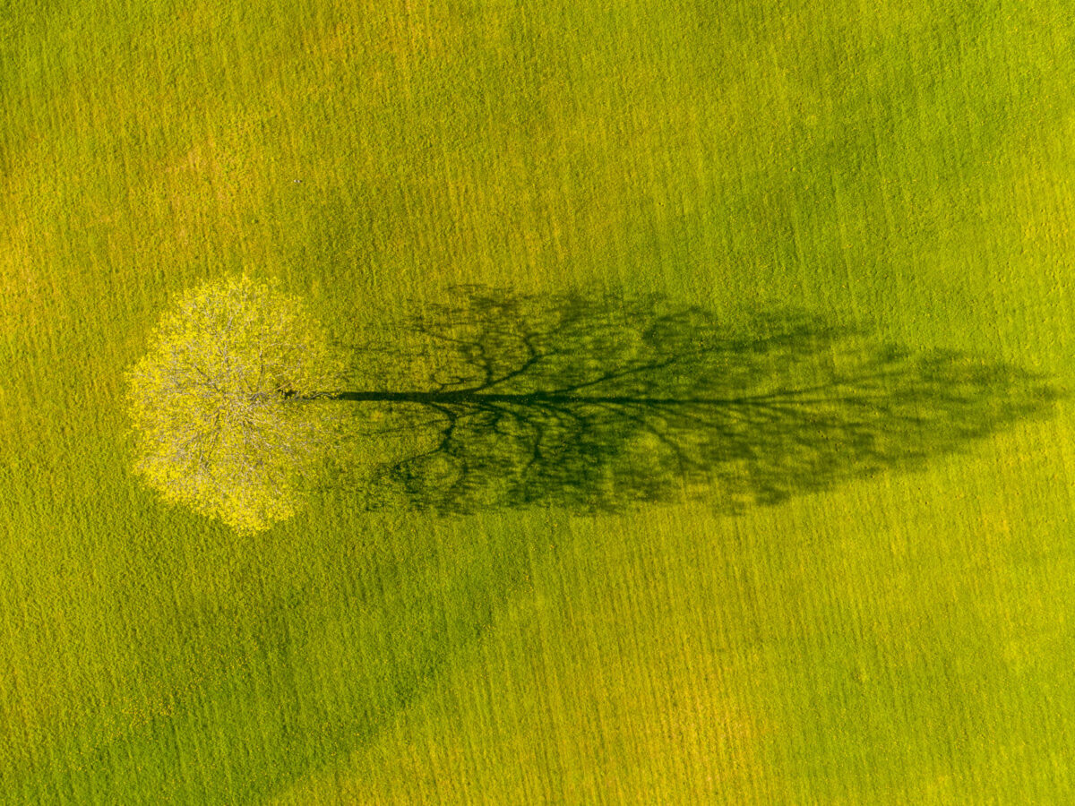 Drone photo of lone tree and it's shadow in spring, Weybridge, vermont