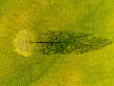 Drone photo of lone tree and it's shadow in spring, Weybridge, vermont