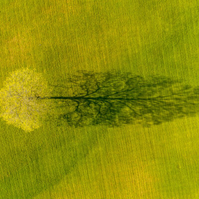 Drone photo of lone tree and it's shadow in spring, Weybridge, vermont