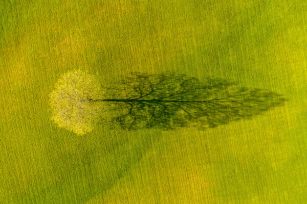 Drone photo of lone tree and it's shadow in spring, Weybridge, vermont