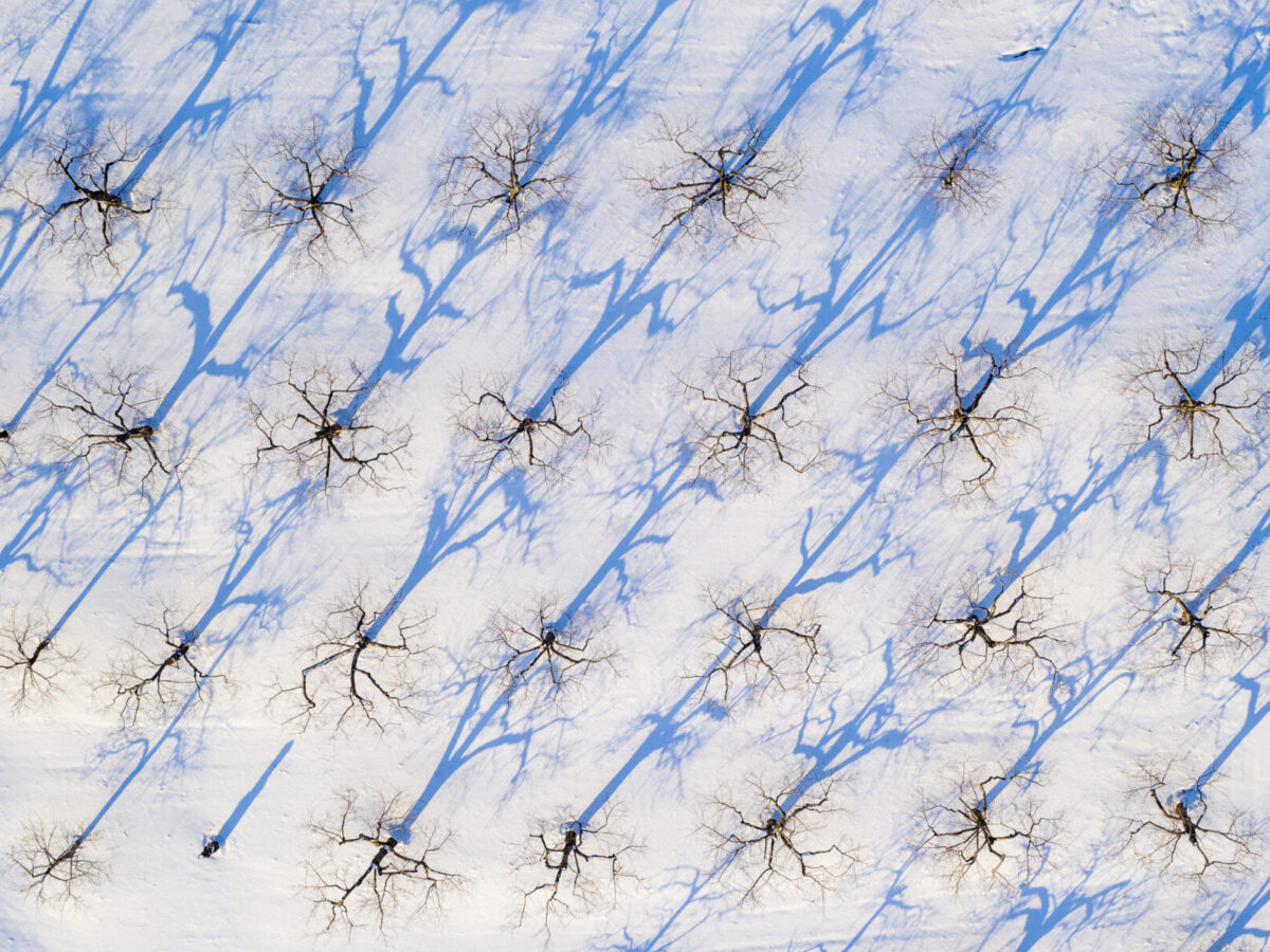 Rows of apple trees in snow in orchard in Cornwall, Vermont