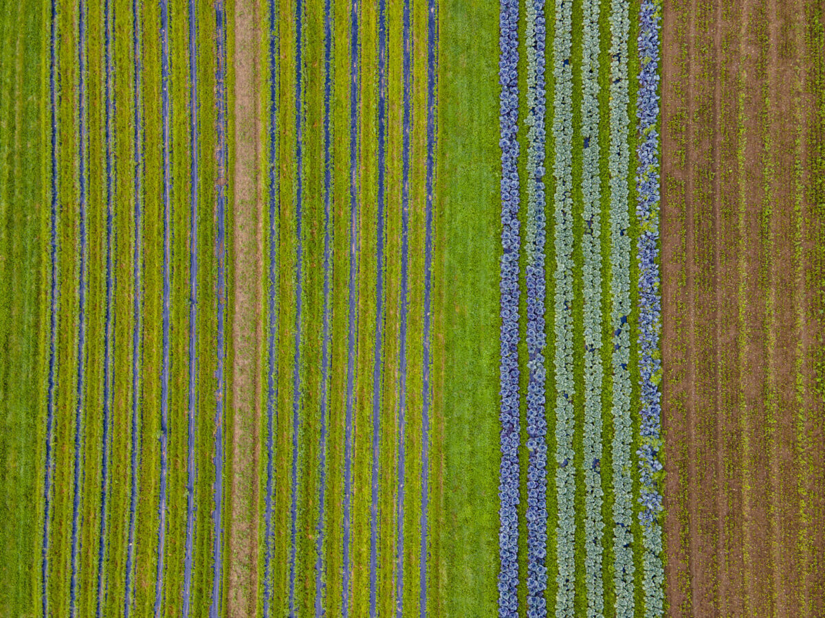 Farmer's Field, Jeffersonville, Vermont