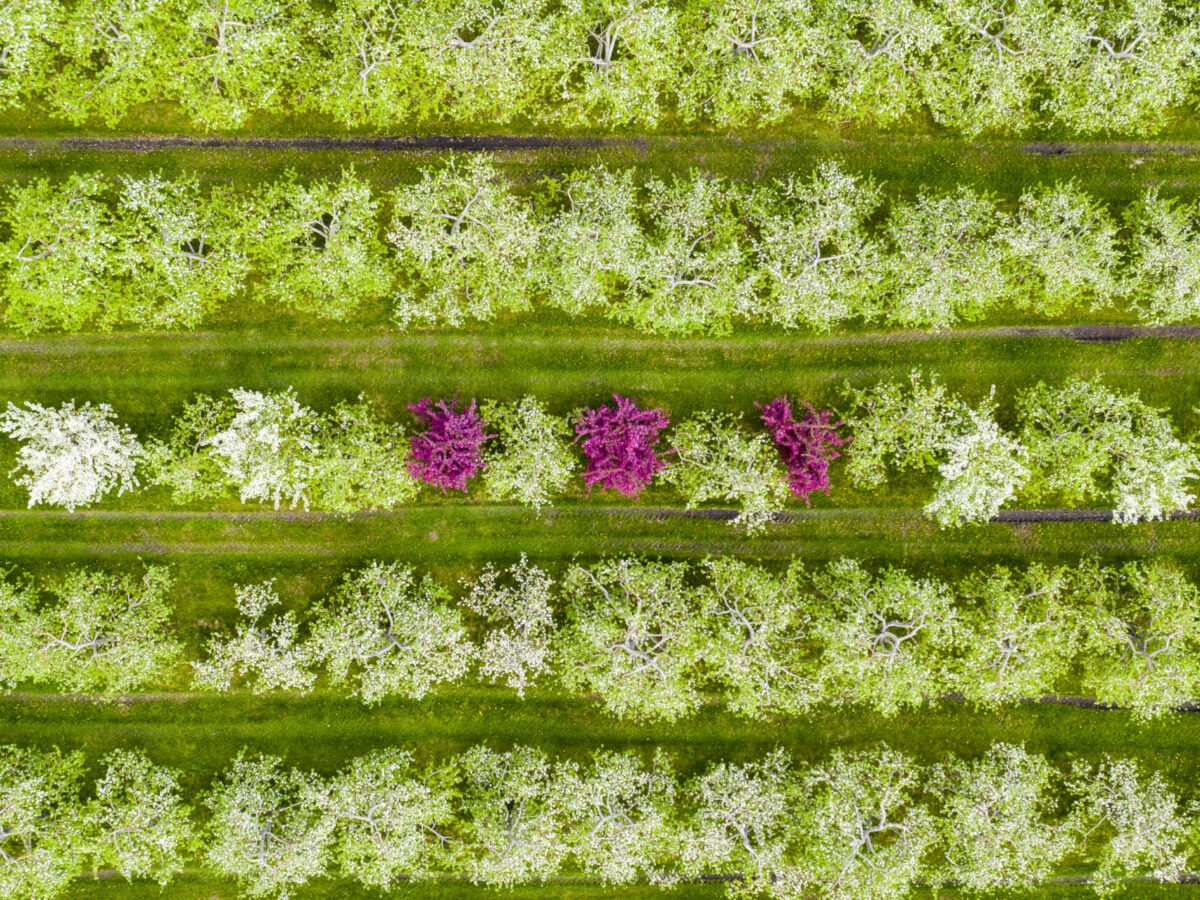 Spring Apple Orchard, Shoreham, Vermont