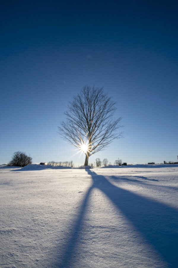 Winter Maple, Weybridge, Vermont