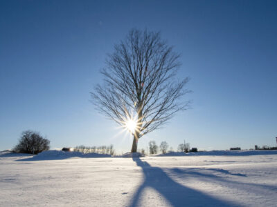 Winter Maple, Weybridge, Vermont