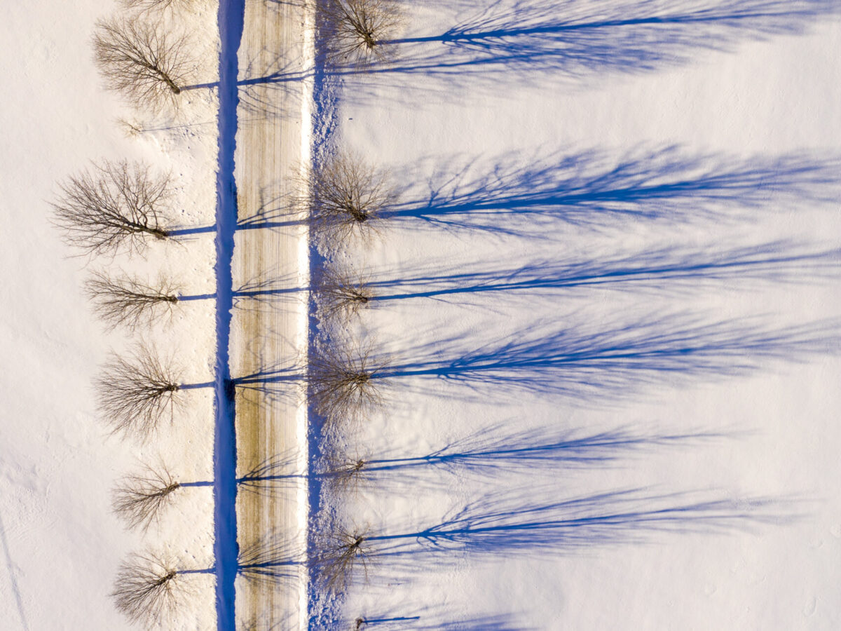 Winter Maple Shadows