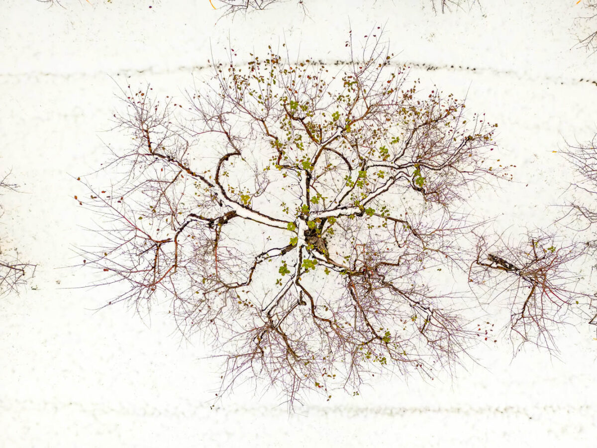 First Snow on Apple Tree, Middlebury, Vermont