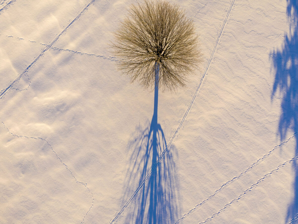 Tree and Shadow, Middlebury, Vermont