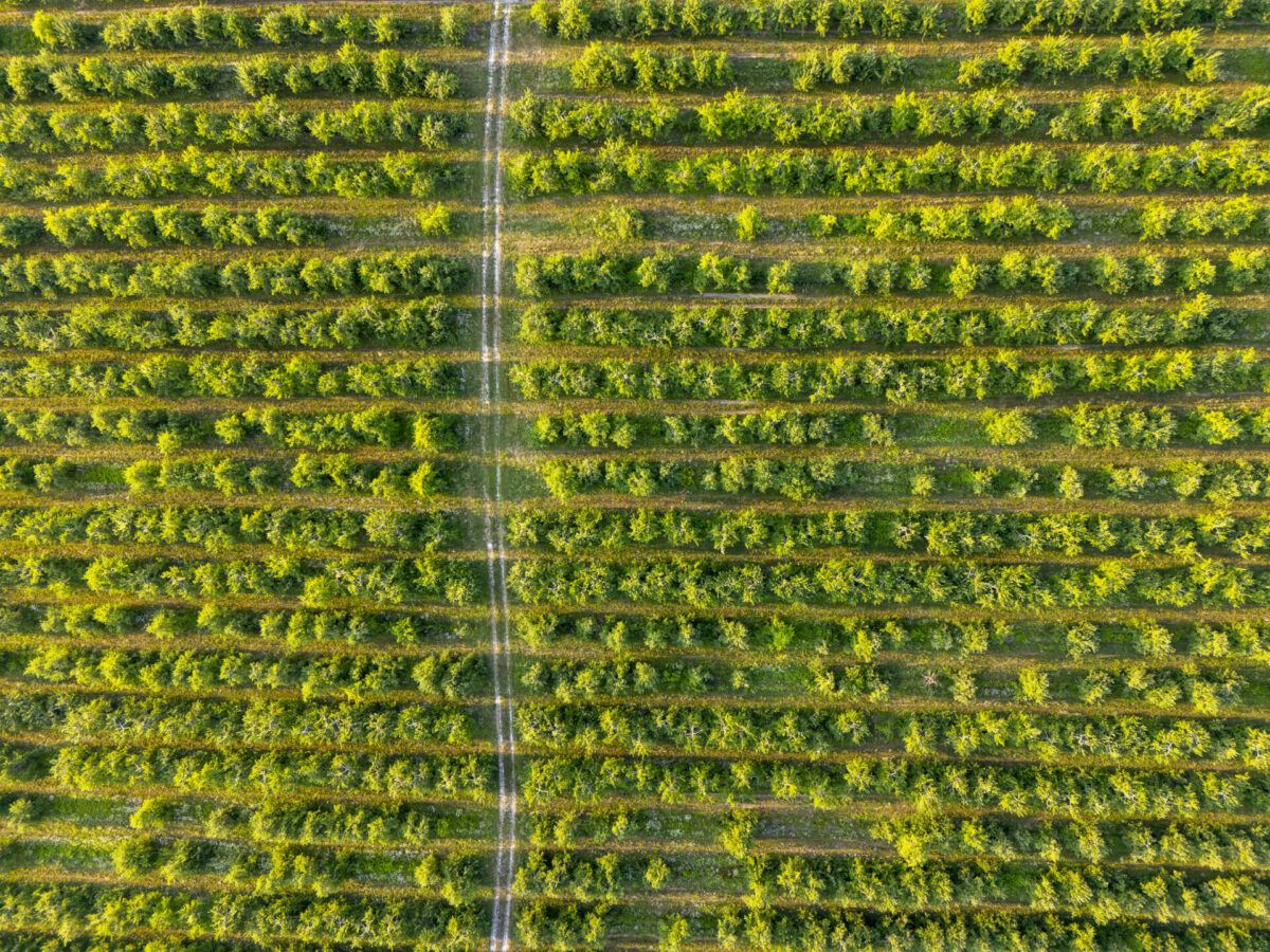 Sunrise Orchards, Cornwall, Vermont