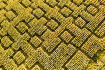 Vermont Corn Maze, North Danville, Vermont Vermont Corn Maze, North Danville, Vermont