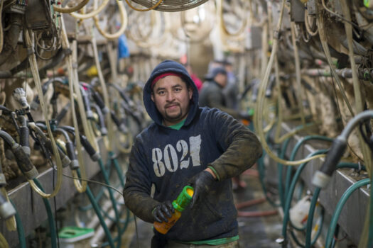 Milking cows, Panton, Vermont Mexican migrant workers, Vermont dairy farms